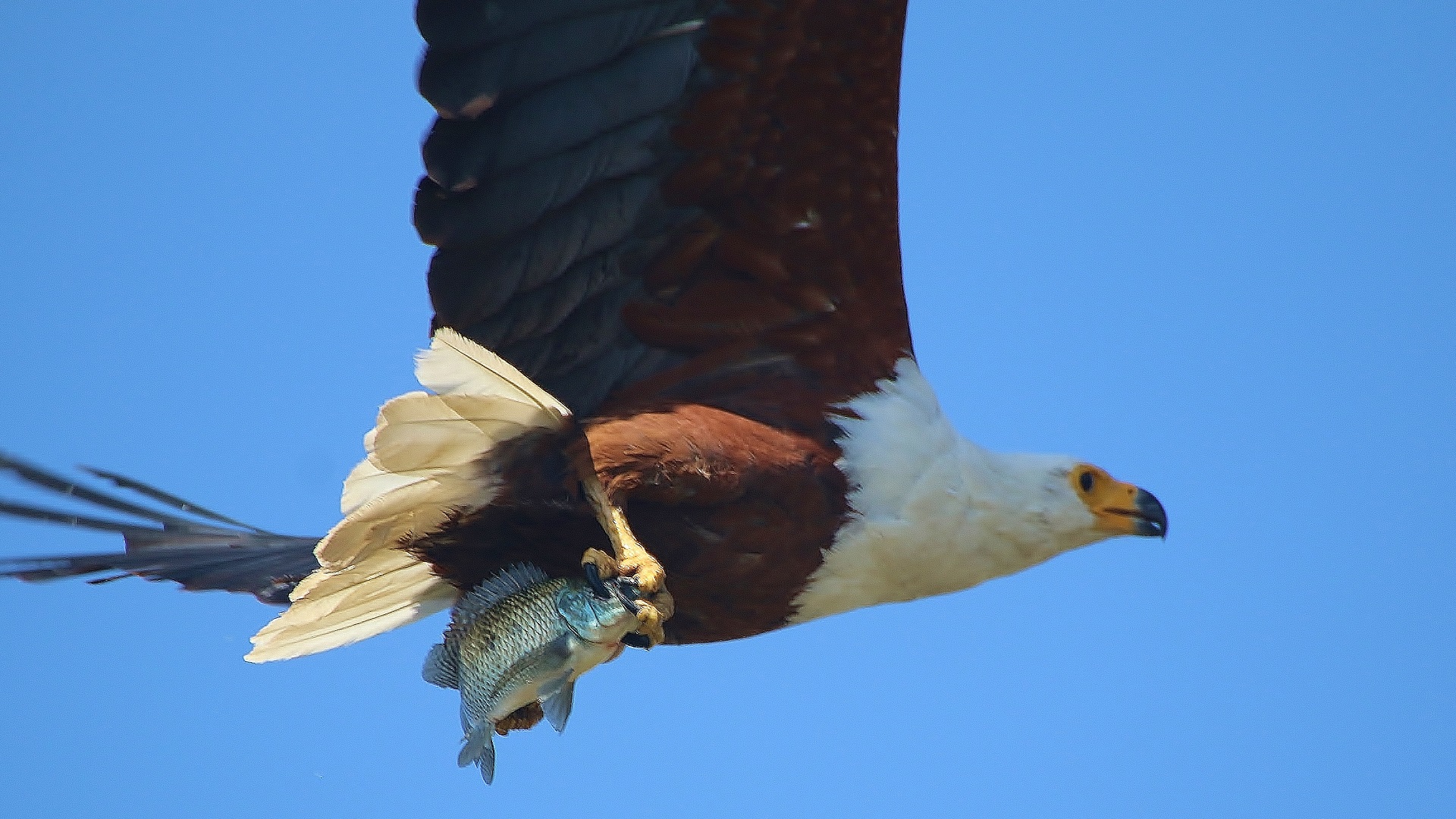 African Fish-Eagle